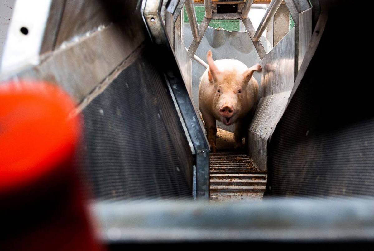 原创美国猪肉为何如此便宜，到底是如何养猪和杀猪的？才会如此便宜