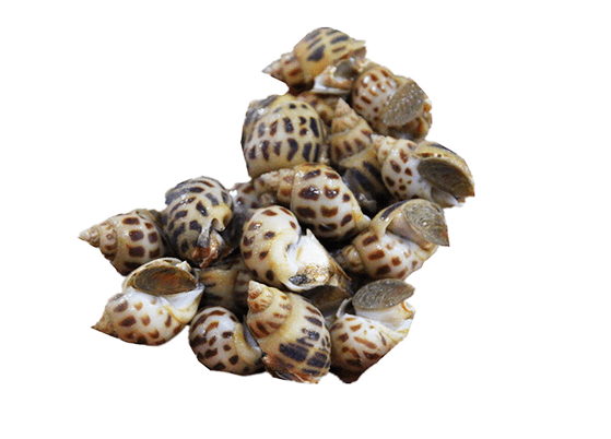 白花螺怎么吃呢