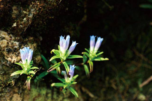 原创农民家的盆栽植物龙胆开花漂亮植株晒干还值100元一斤