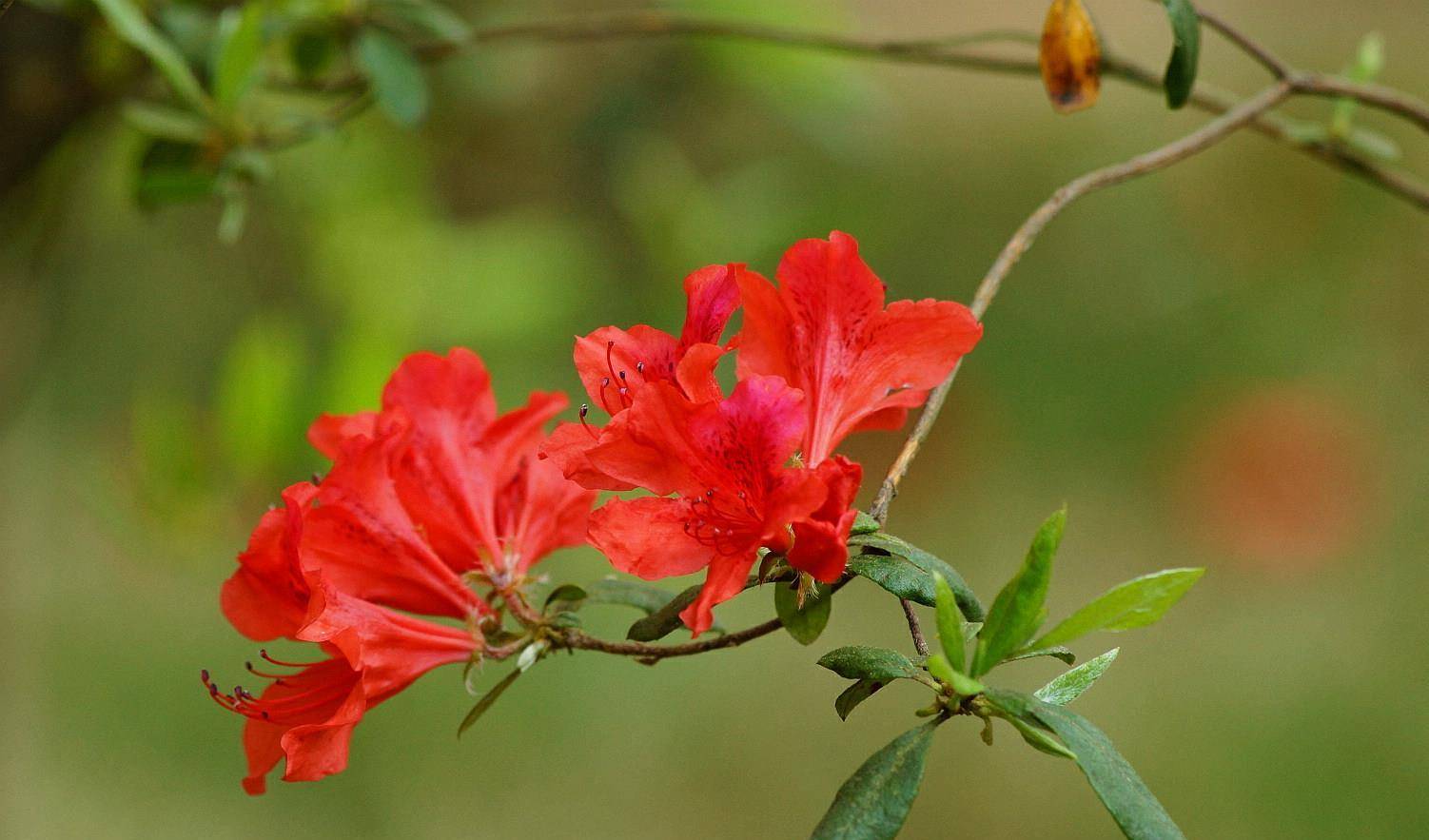 杜鹃花花期养护 学好2个管理技巧 花繁叶茂 绮丽多姿 花芽 全网搜