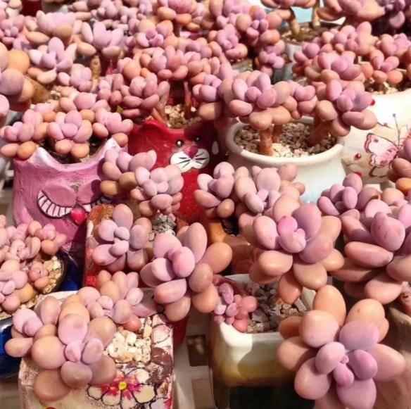 盘点6种粉色系多肉个个长得胖乎乎皮实好养又可爱