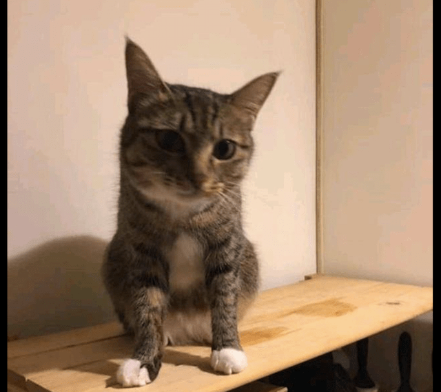 因为怀孕流浪猫主动示好男子，被收养后肚子却越变越小，原来被套路了