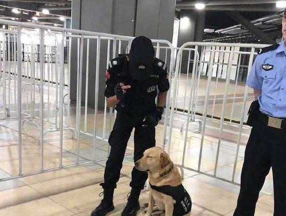 小警犬地鐵執勤 眼看就要撐不住了 人家只是個想睡覺覺的小孩子 狗狗 中國熱點