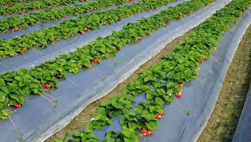 原創簡易日光溫室越冬草莓高產優質栽培技術種植戶可以收藏