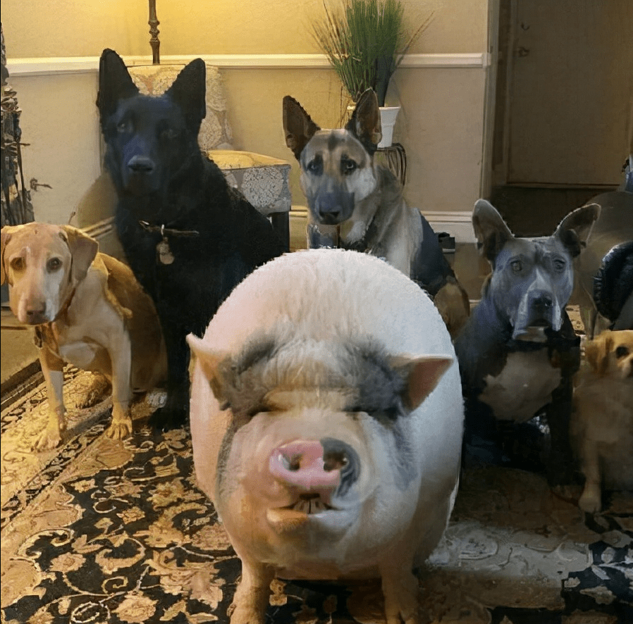 搞笑动态图片:跟男朋友去吃牛排,服务员问要几分熟