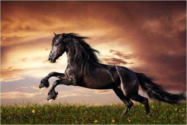 属马的人,天性霸气,很有魄力,而且有勇有谋,善于规划,能力出众,颇受