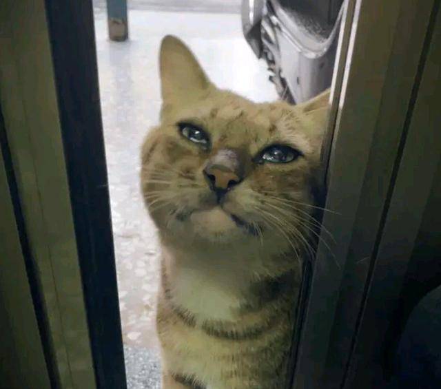 猫咪小猫因吃不饱，竟然讹上人类女孩，自己混熟后，再带不同小弟上门