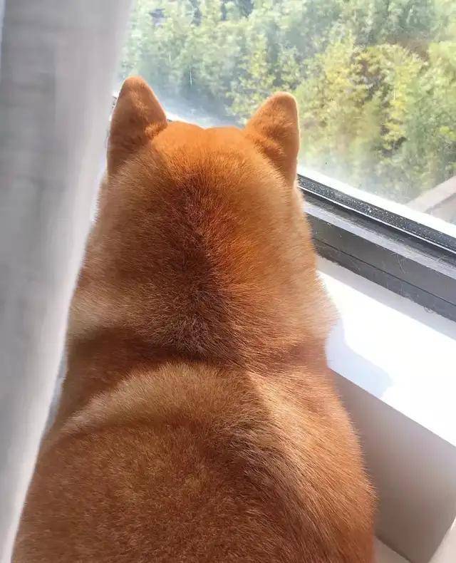 消息资讯飞基？贪吃柯基偷吃奶酪原地起飞，狗：到底是哪个环节出了问题？