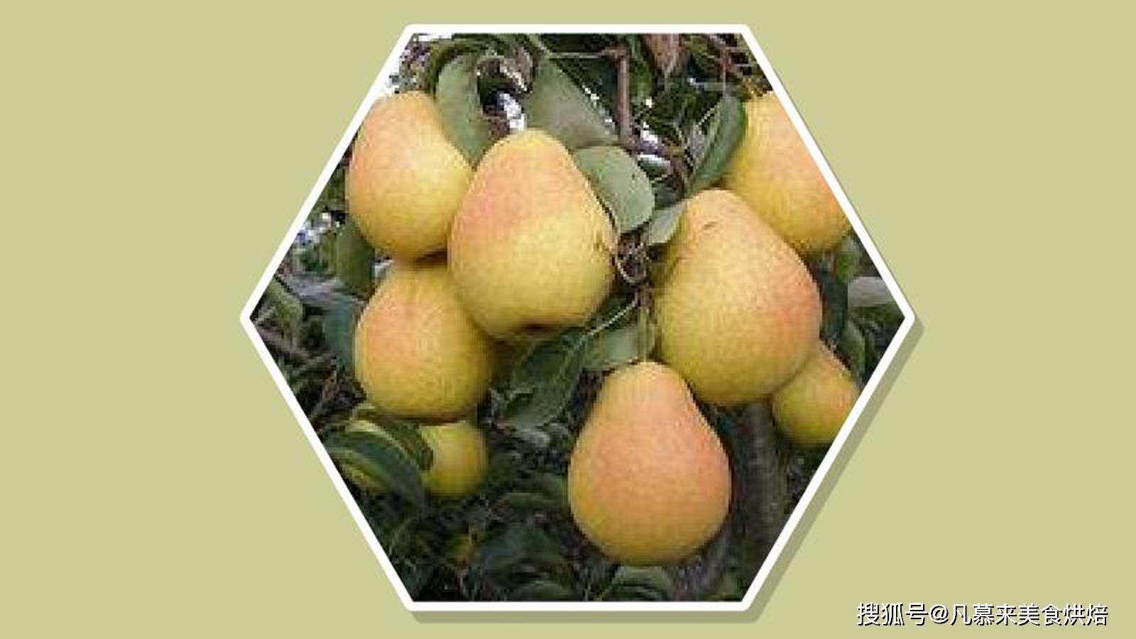 坏一点的梨子能吃吗 5ec81b734dca4e2db1837a54abfdcd7d.jpeg