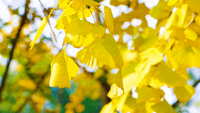 毒性|当心！路边常见的这东西有毒，千万别随意&amp;quot;碰&amp;quot;！严重可致命