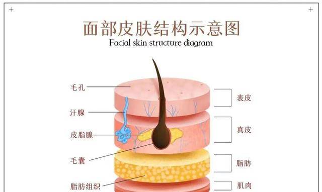 小颜秋冬皮肤干燥？别着急补水，教你一招，皮肤滋润更细腻