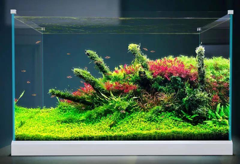 Gias广州国际水族展带您了解 水族草缸小百科 水草 全网搜