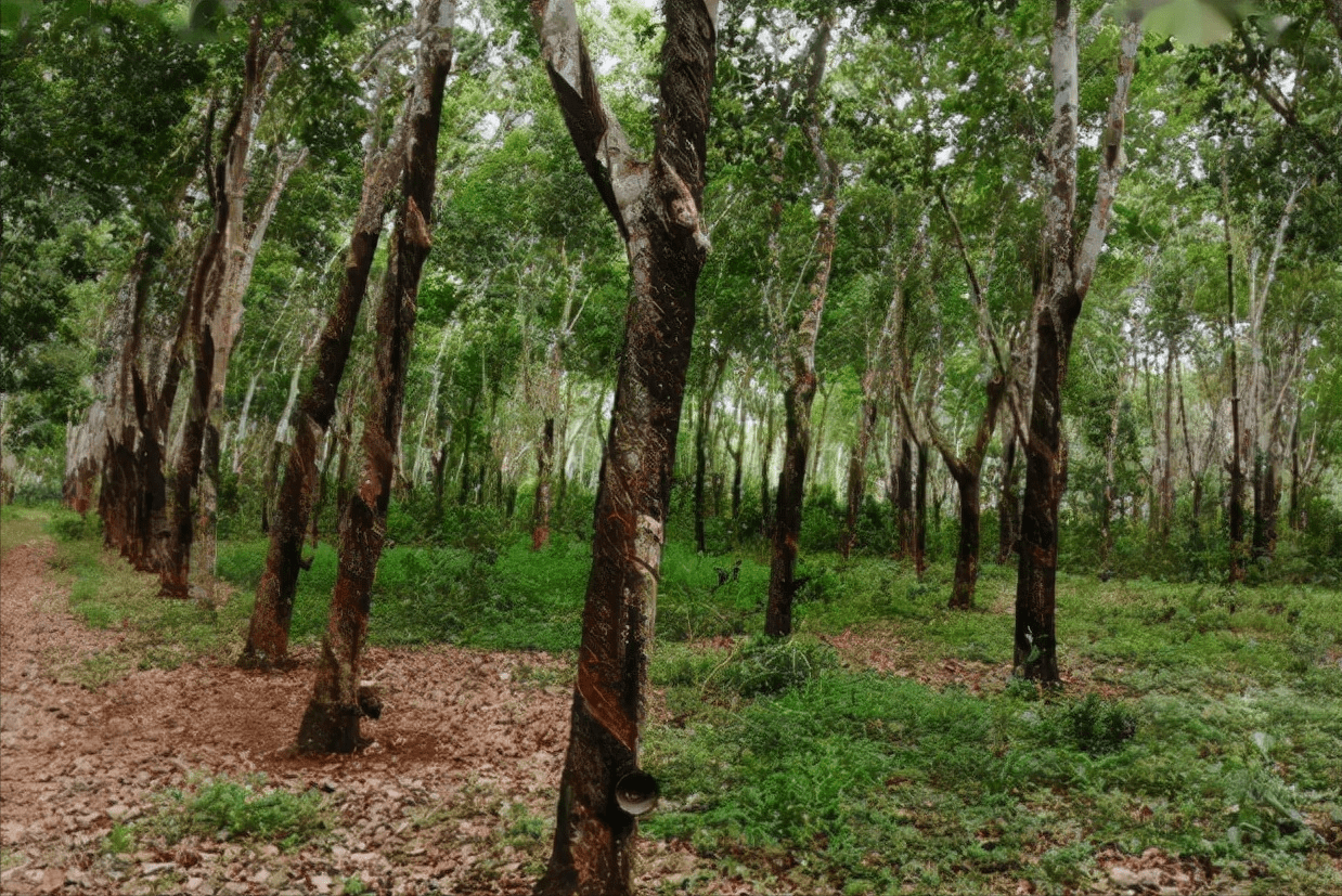 拒绝滥伐橡胶树保护热带雨林