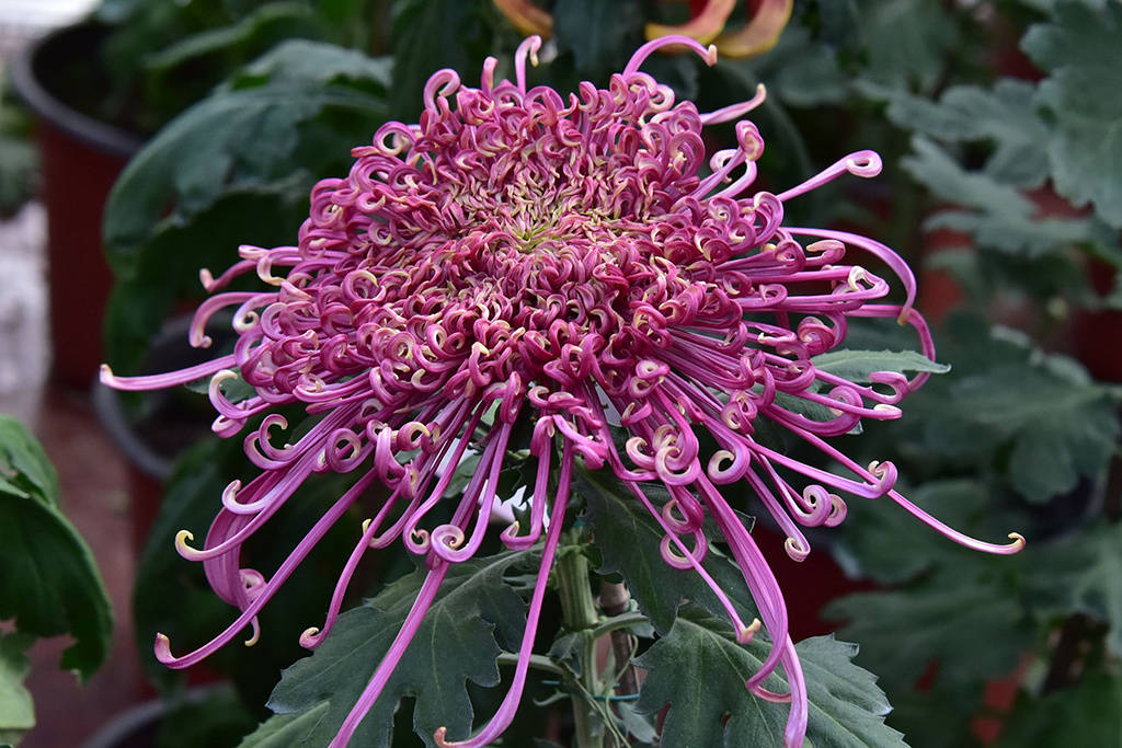 菊花|北海公园菊花盛放 色彩斑斓鲜艳夺目