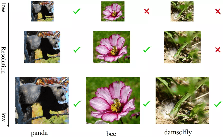 网络|不是每张图都要高清，华为诺亚动态分辨率网络入选NeurIPS 2021