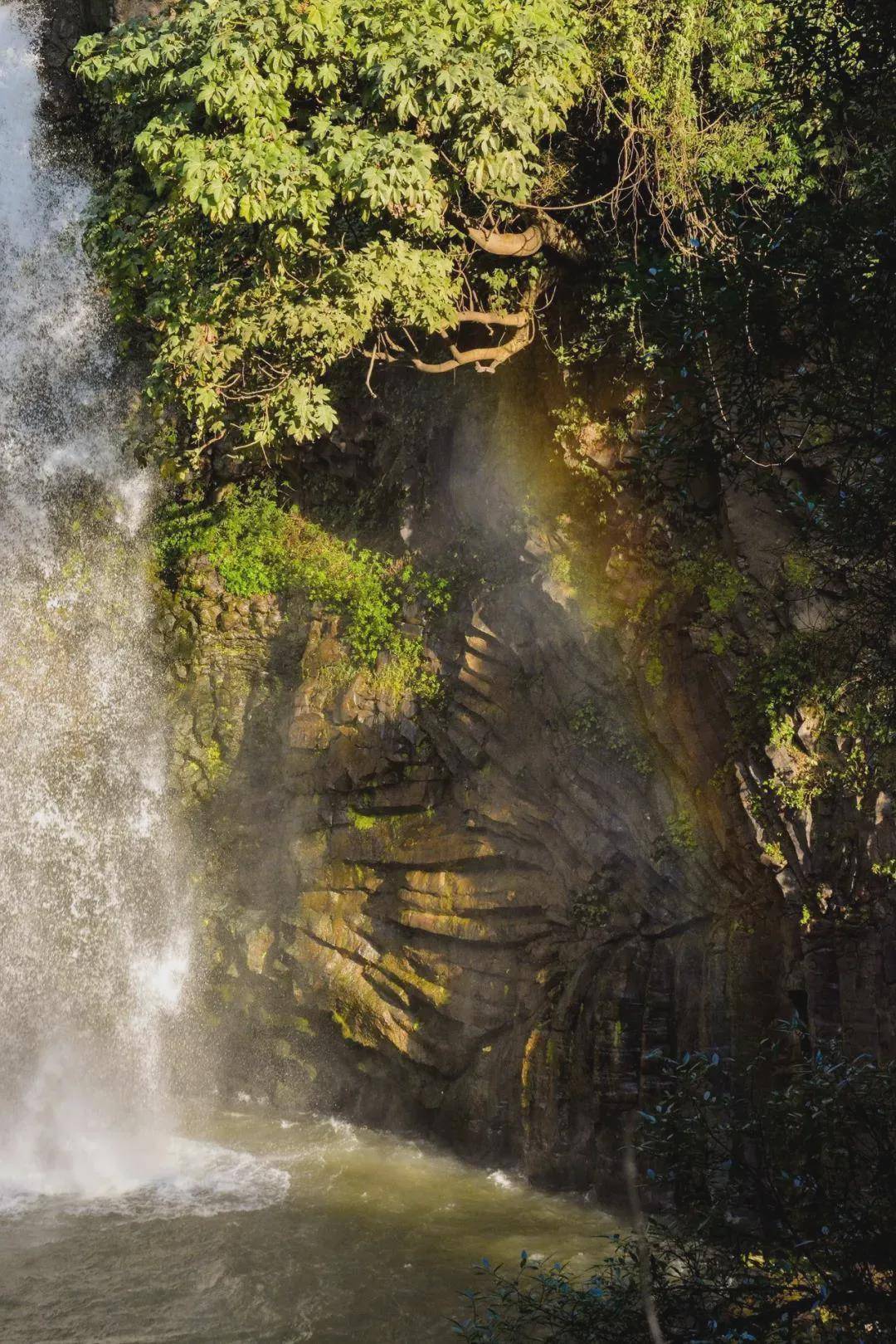 秃杉|腾冲：云南生态名片 世界文化旅游名城