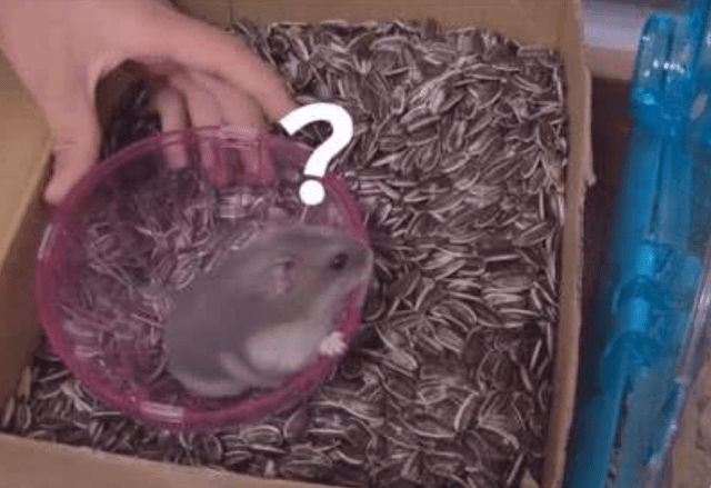 把仓鼠丢进一箱葵花籽中 下一秒仓鼠像疯了一样 大家忍住别笑 主人