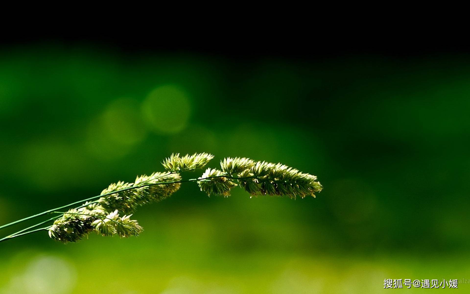 笑,但是,现在,笑对于我们来说,不过只是一个表情,更是一种违心的情绪