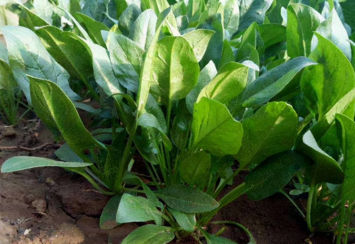 有刺变种叶片先端为钝尖或锐尖,所以又称为尖叶菠菜,无刺变种叶片为卵