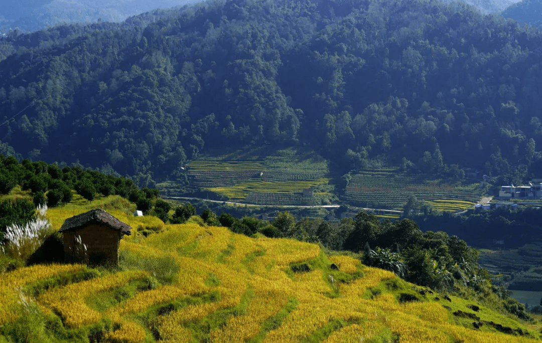 水面|美文分享丨腾冲龙川江峡谷：梯田如画稻谷香