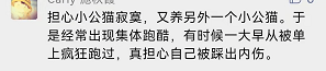 猫咪|想接二猫又怕原住民关系不合？看这一篇就够了