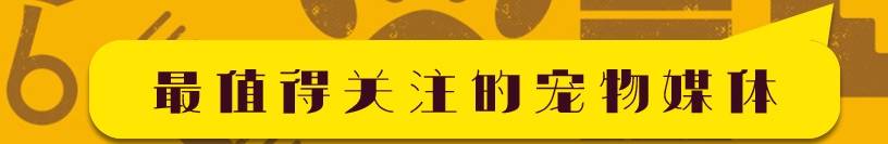 什么养一只超级黏人的柯基是什么感觉？被苦苦纠缠的宠主，直呼受不了