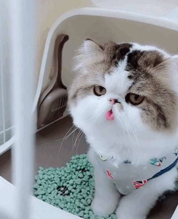 厕所加菲猫睡到一半起来上厕所，忘记把舌头收回去！主人笑哭！