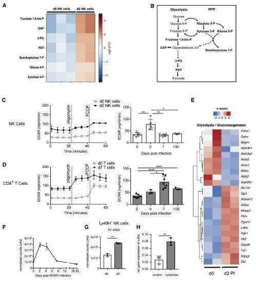 细胞|综述：nk细胞相关最新研究进展/成果（2021年）