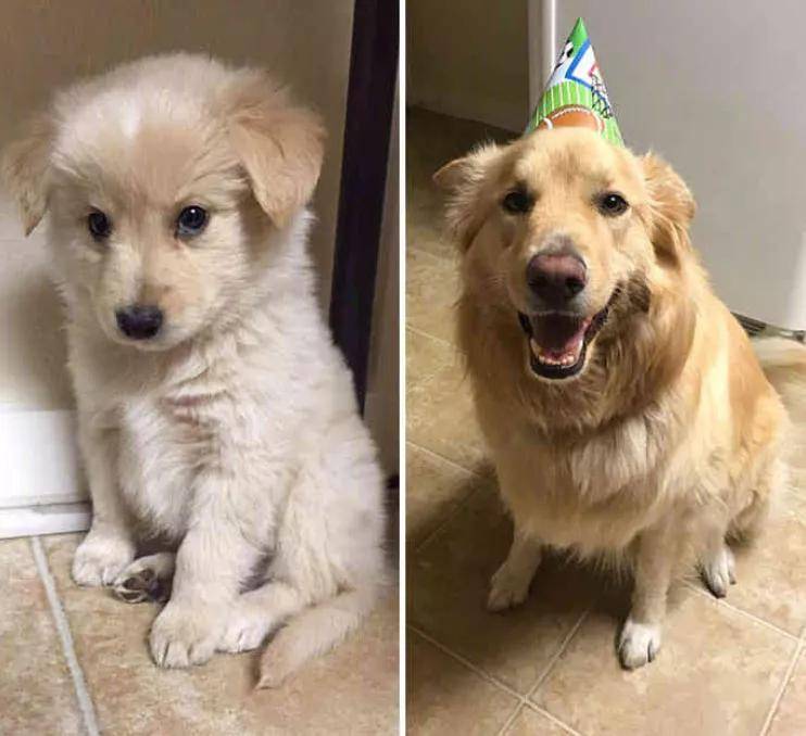 怎么看小狗能不能长大 bed5111f2ef34b17878e03e07fd60219.jpeg