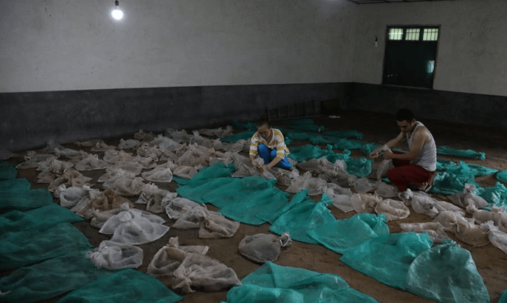 原创中国第一蛇村浙江湖州村民饲养300万条蛇难道不怕被蛇咬吗