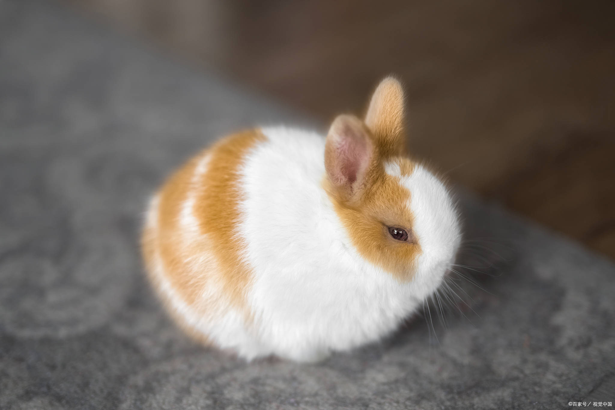 兔子能吃狗的益生菌吗