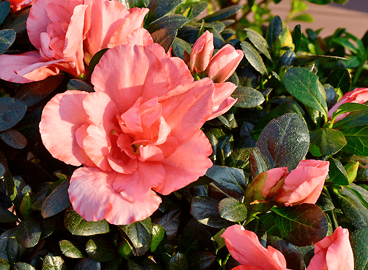 1种花号称 花中西施 四季皆可开 喜庆又漂亮 比利时