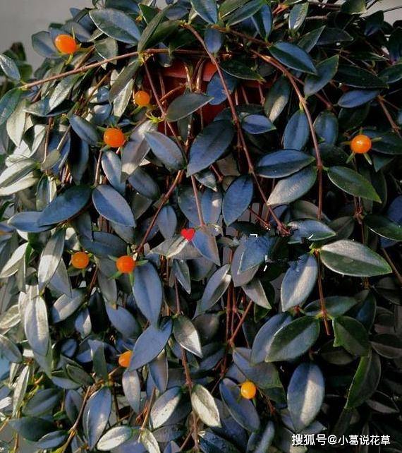 玉唇花 花叶果俱美 盆栽注意3环节 枝叶茂密如天然的瀑布 植物