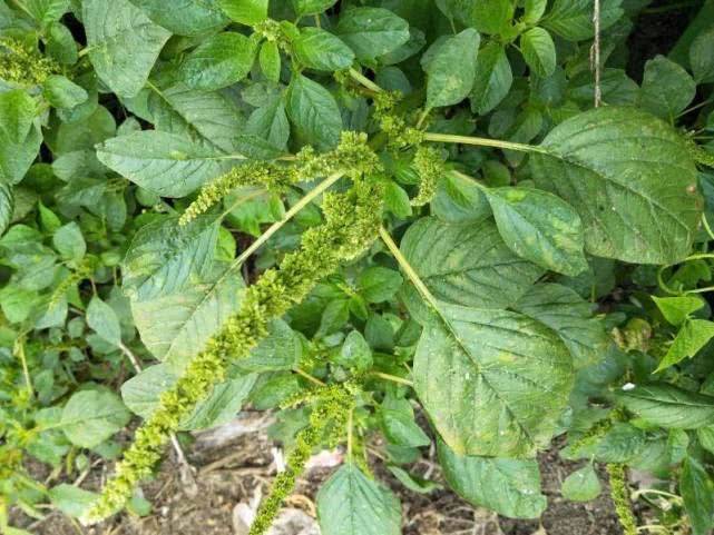 原創這野菜是天然補血菜以前農民用來餵豬現在想吃買不到