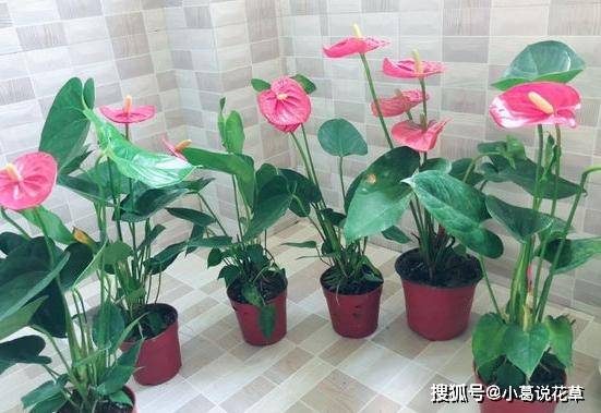 红掌 竹芋特别怕冷 霜降后得趁早挪进室内 不然入冬可能化水 植物