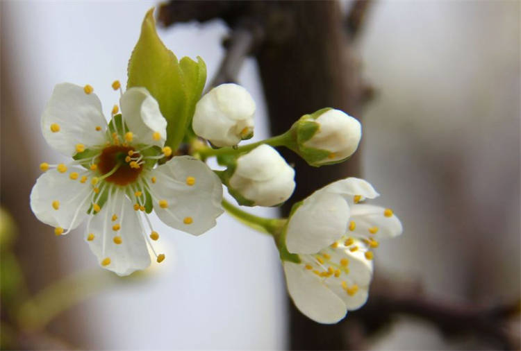 梨花几月开 现在栽种1棵 梨树小景 第2年春天如雪开满枝头 盆景
