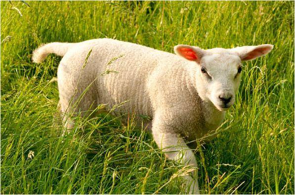 原创1979年未羊的一生宿命41岁后是穷是富快通知身边生肖羊