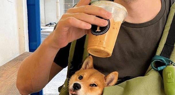 因为|主人在喝饮料,狗狗不知觉将舌头伸出:你倒是漏一点呀!