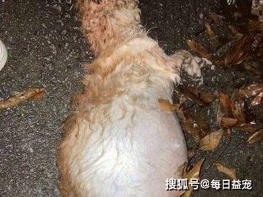 流浪狗 一直说爱我 为什么现在又要抛弃我 就因为我生病了 狗狗 全网搜