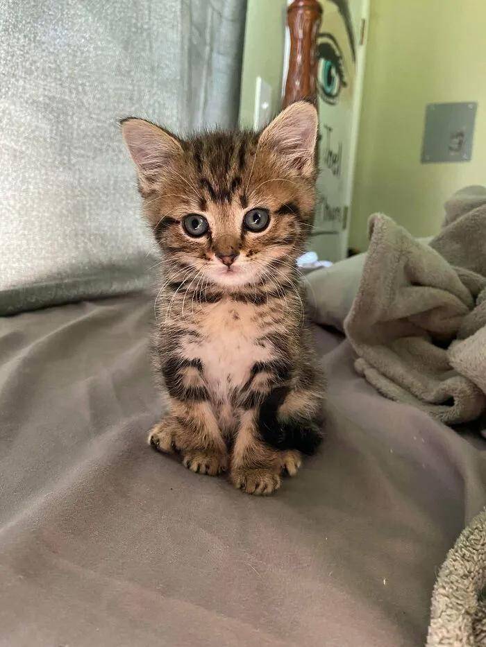 原创一组小奶猫的萌照哪只小猫咪最能萌化你的心