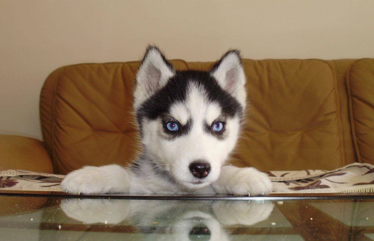 什么|主人外出二哈独自在家,监控拍下狗狗“罪行”,网友直呼狗肉煲了