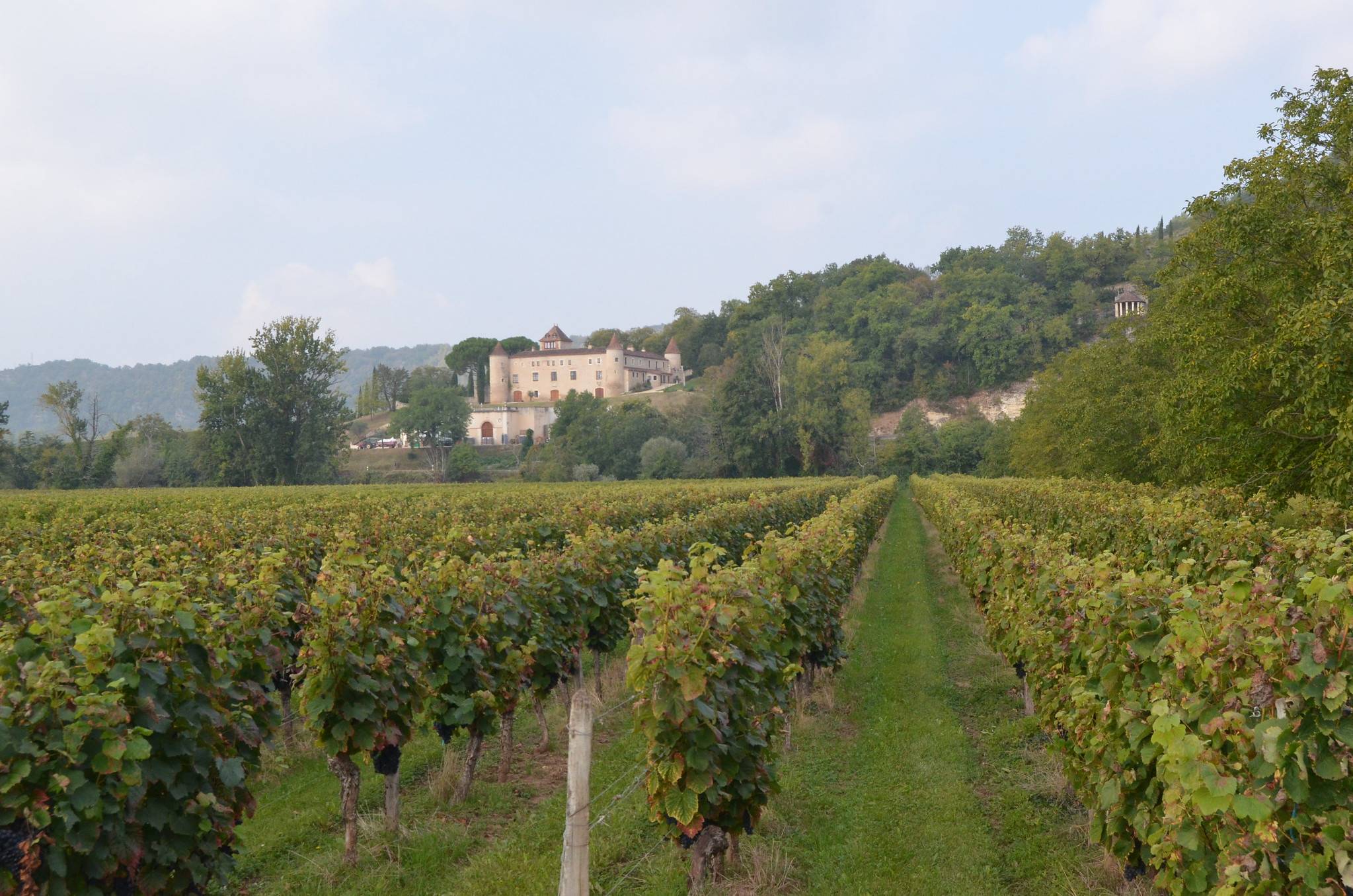 葡萄|最懂酒的国家：在世界一枝独秀，中国吃货是它最大的卖场