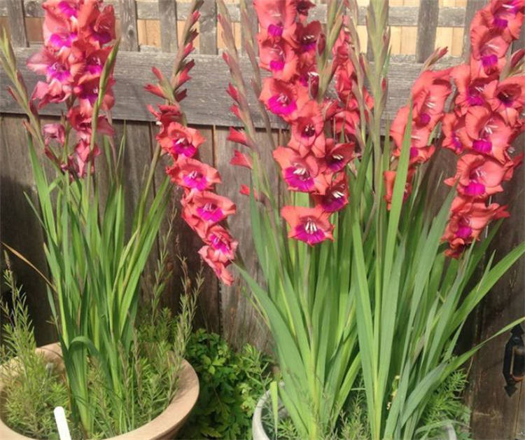 剑兰的花语和寓意是用心与安宁高升寓意从容收放的独特美感