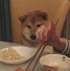 狗为啥吃不胖 f90d067fad084d359d48581416a0a724.jpeg