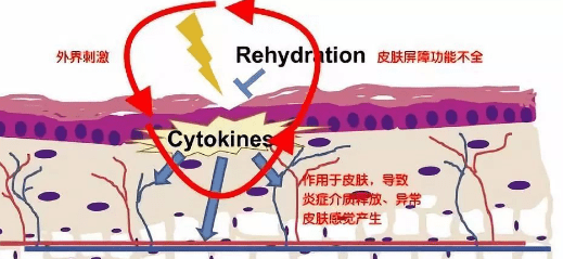 人参秋季皮肤干燥敏感泛红？一瓶“相逢恨晚”的修护精华露有多重要？