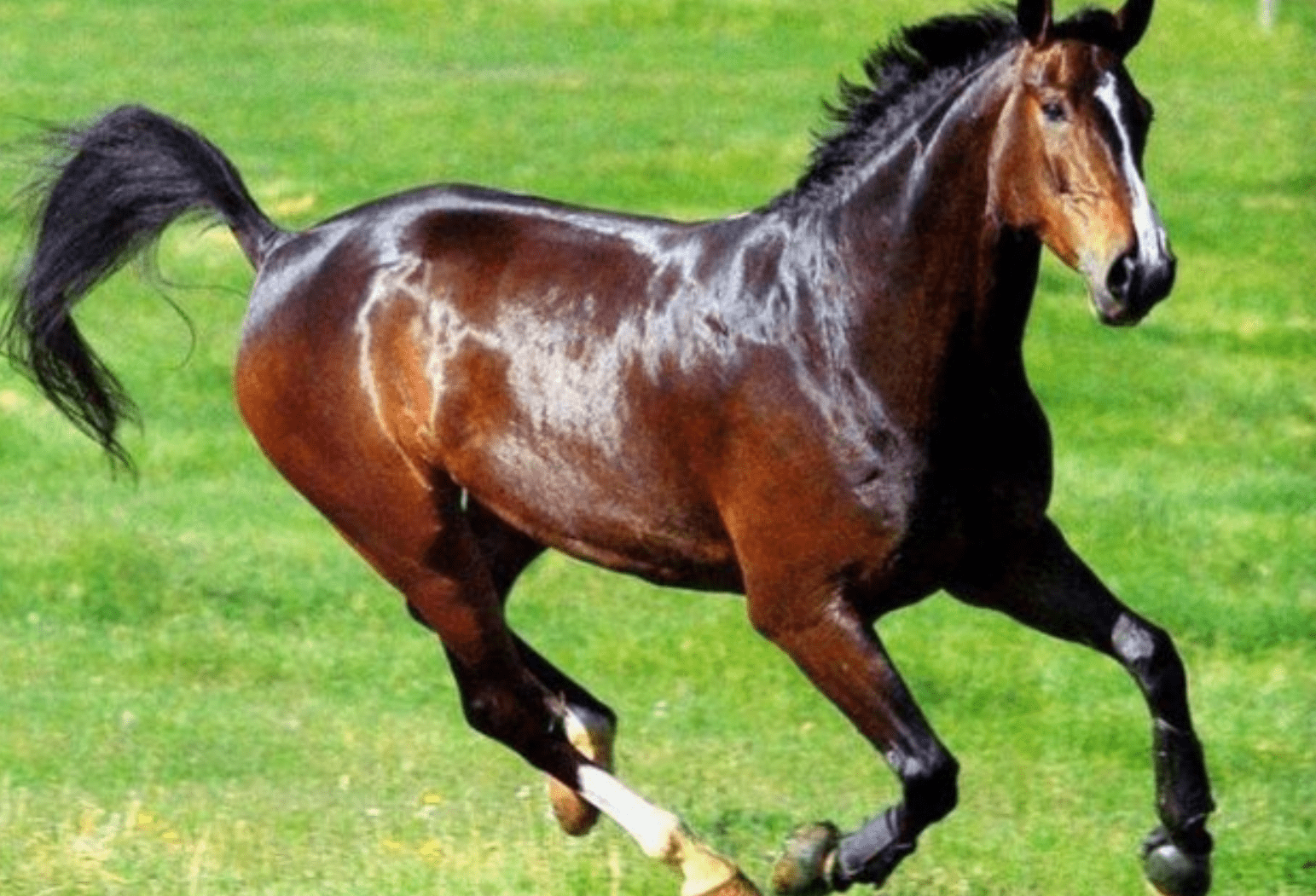 原创11月3号喜鹊报喜属马人搭乘财运直通车取得事业上的成功