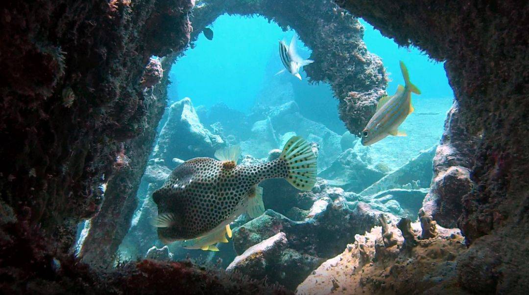 这10个阿鲁巴岛最佳的潜水去处，您去过几个？
