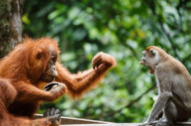 猴子偷大猩猩的香蕉，结果被对方“一招秒杀”，镜头记录全过程