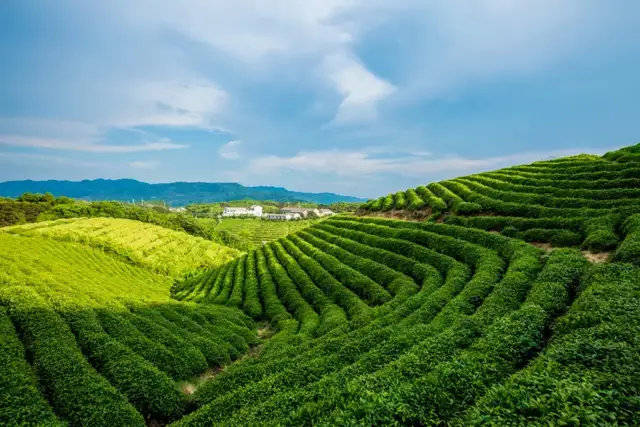 原创“茶旅融合”巨大发展潜力如何释放？日本“茶旅胜地”静冈这样做