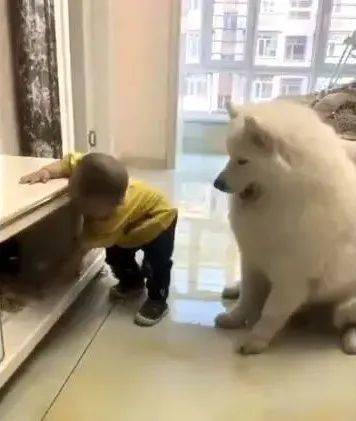 因为|宝宝偷零食给狗狗吃,妈妈偷偷录下这一幕,好温馨!